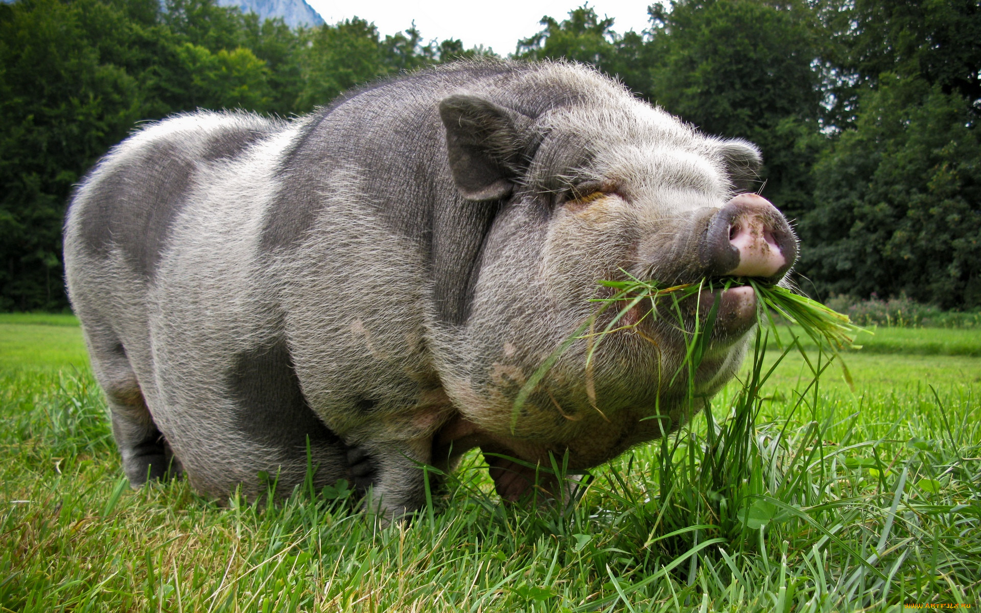 pot, bellied, pig, животные, свиньи, кабаны.